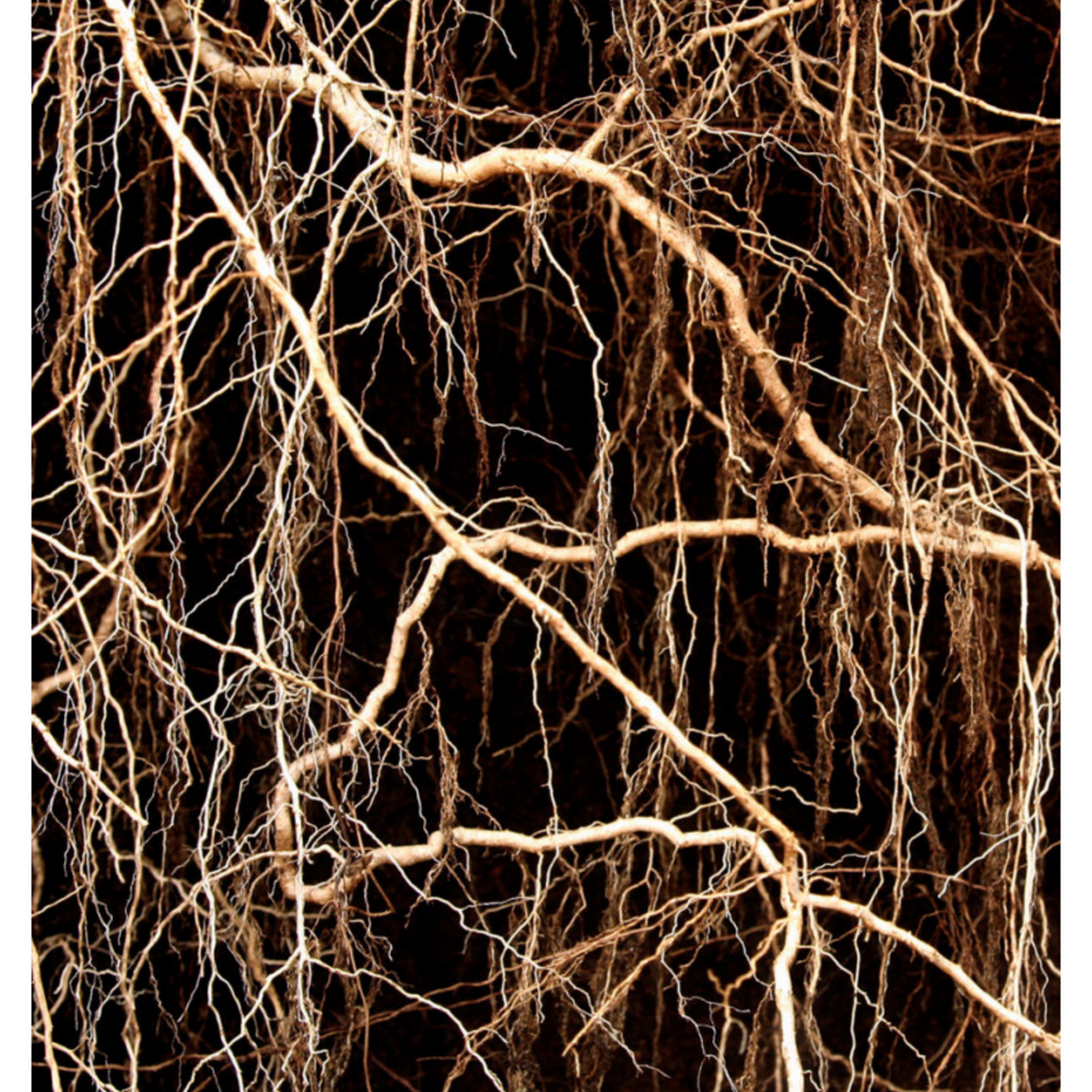 Yodeyma discount allure chanel